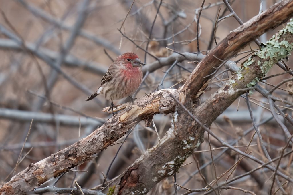 A small bird with a reddish head and chest perches on a branch in a tangled thicket of branches.