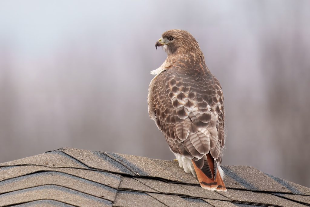 A hawk with brown and white feathers perches on a shingled roof, looking to its left.