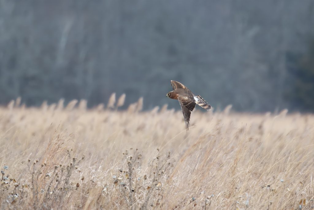 A bird of prey flies low over a field with tall grasses on an overcast day.