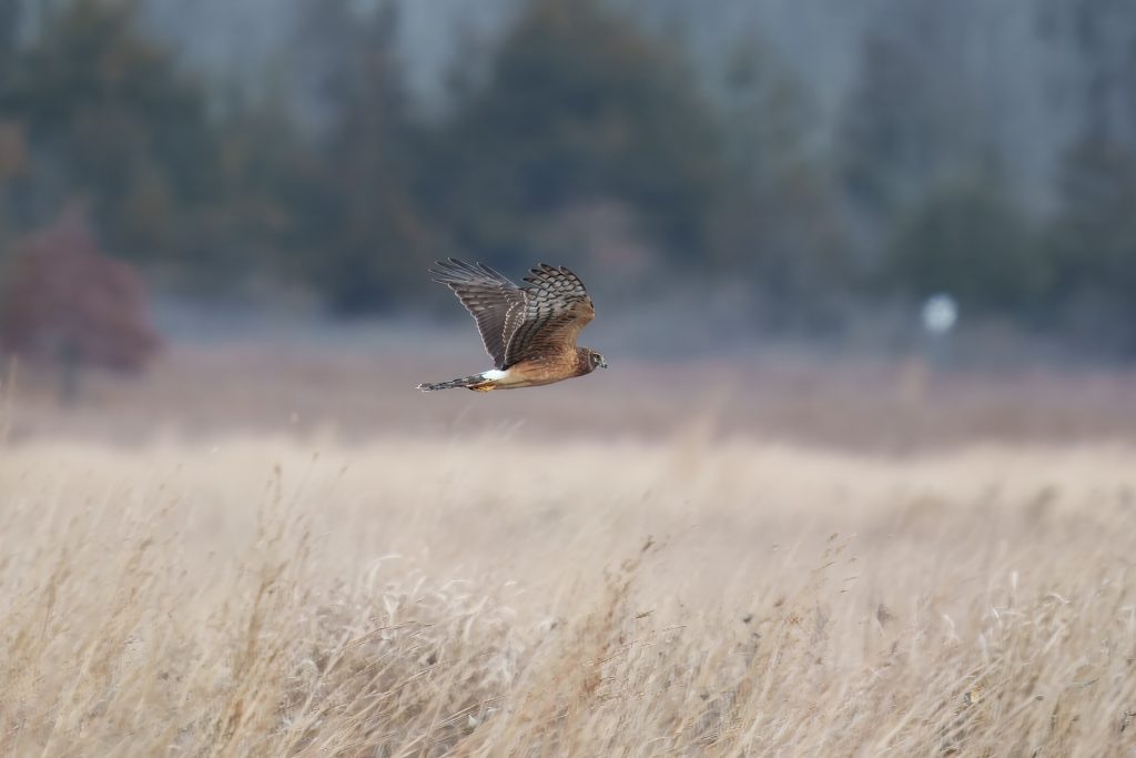 A bird of prey flies low over a grassy field with blurred trees in the background.