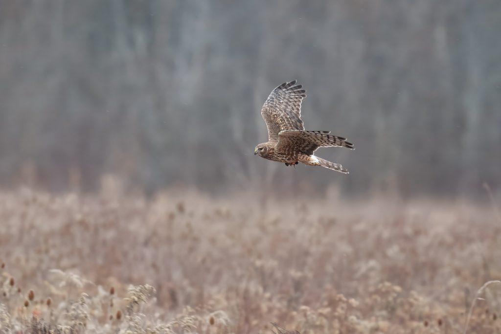 A hawk mid-flight above a grassy field with a blurred forest background.