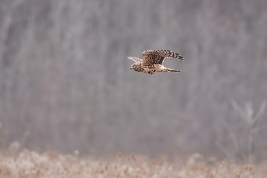 A hawk flies low over a field with a blurred forest in the background.