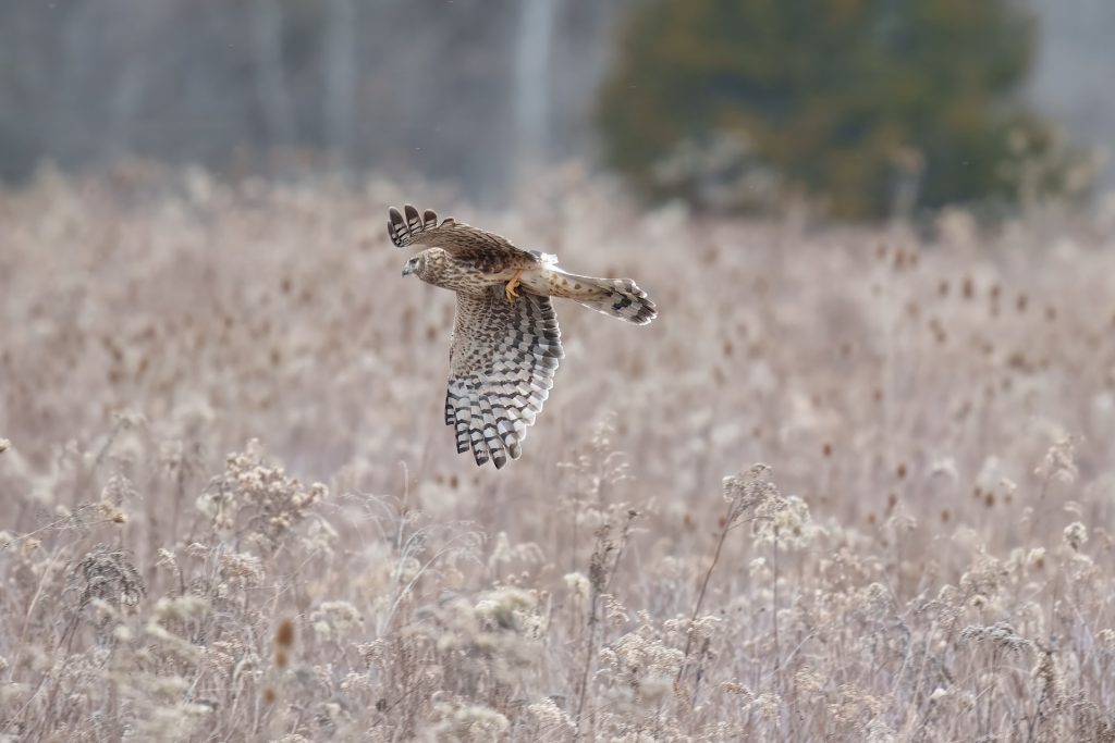 A hawk with patterned wings glides over a field of dry grass, with blurred trees in the background.