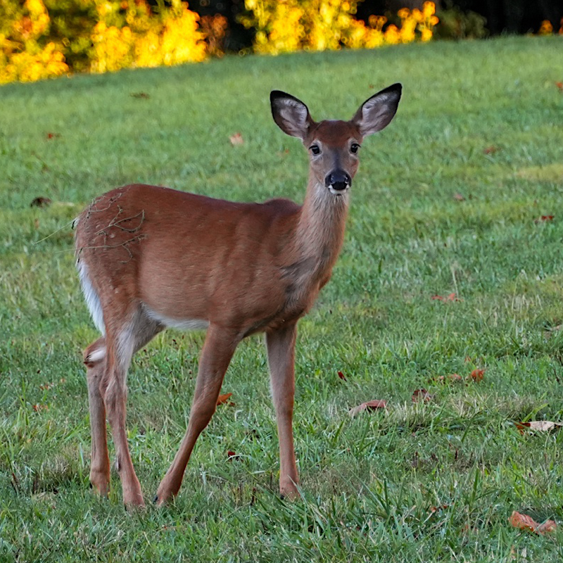 A deer standing on green grass with trees in the background.