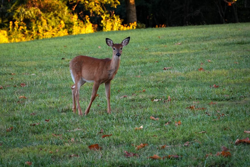 A deer stands on a grassy field with scattered autumn leaves, surrounded by trees.