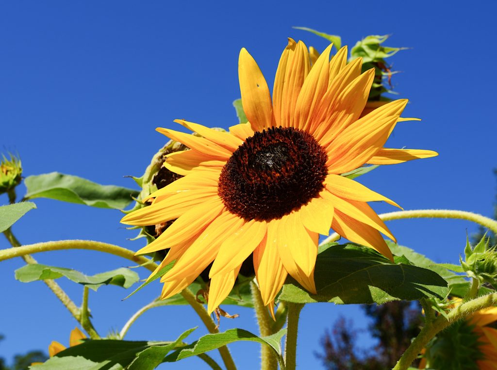 Close-up of a bright yellow sunflower against a clear blue sky, with green leaves and stems visible.