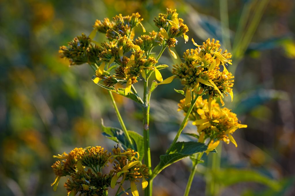 Yellow flowers with narrow petals and clustered blooms on a green stem, set against a blurred natural background.