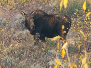 TETON + YELLOWSTONE - 008 A moose stands amidst dry foliage and shrubs with yellow leaves in a natural setting.