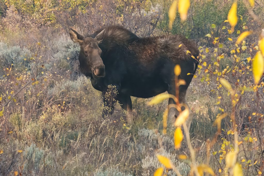 A moose stands amidst dry foliage and shrubs with yellow leaves in a natural setting.