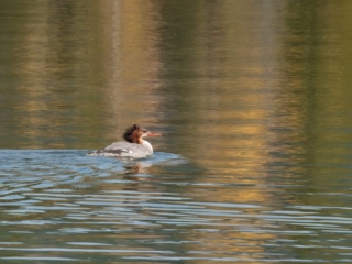 TETON + YELLOWSTONE - 009 A duck with a distinctive brown crest swims on calm water, reflecting golden hues.