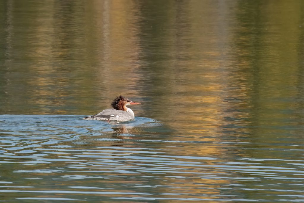A duck with a distinctive brown crest swims on calm water, reflecting golden hues.