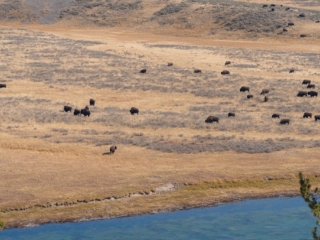 TETON + YELLOWSTONE - 010 Bison grazing on a vast, dry grassland near a body of water, with scattered bushes in the background.