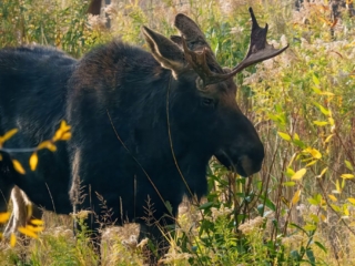 TETON + YELLOWSTONE - 012 A moose standing in a field with tall grass and autumn foliage.