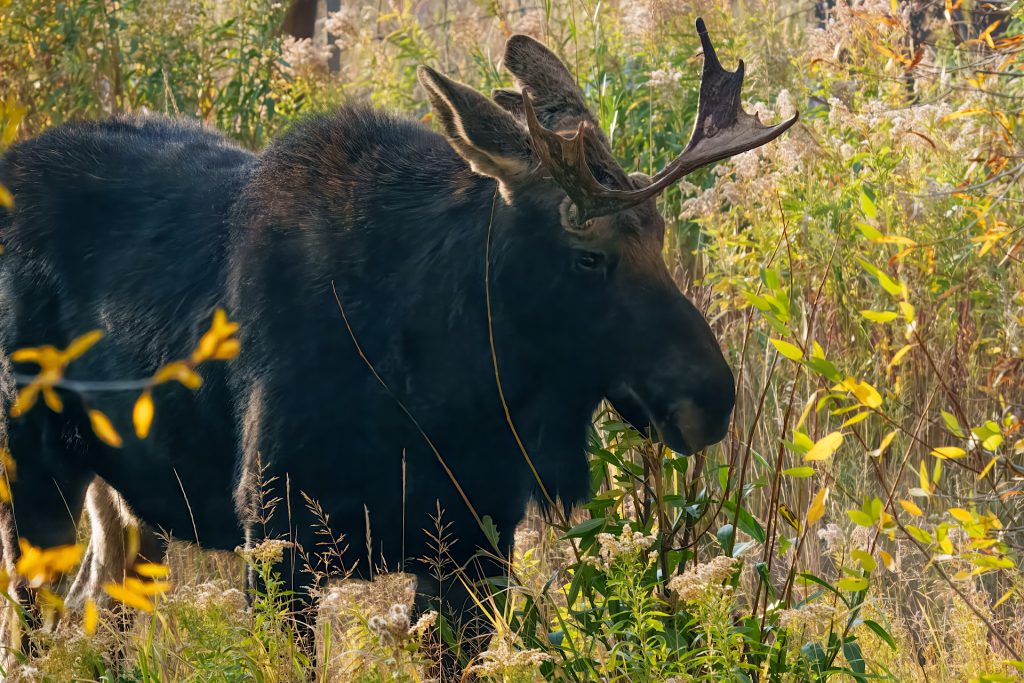 A moose standing in a field with tall grass and autumn foliage.