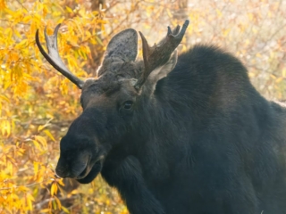 TETON + YELLOWSTONE - 013 Moose with antlers standing near autumn foliage.
