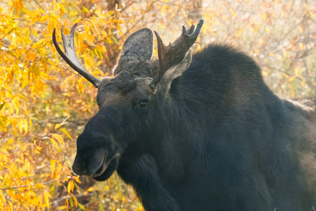Moose with antlers standing near autumn foliage.