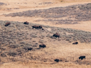 TETON + YELLOWSTONE - 014 A herd of bison grazes on a grassy hillside, surrounded by patches of grey-green shrubs and dry grass in a rolling landscape.