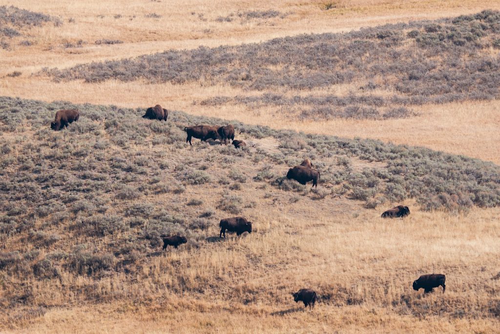 A herd of bison grazes on a grassy hillside, surrounded by patches of grey-green shrubs and dry grass in a rolling landscape.