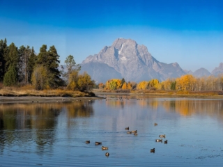 TETON + YELLOWSTONE - 015 A serene lake with ducks in the foreground, surrounded by trees with autumn foliage, and a mountain under a clear blue sky in the background.