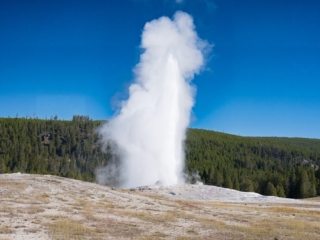 TETON + YELLOWSTONE - 016 A geyser erupts, shooting water and steam into the air against a backdrop of blue sky and forested hills.