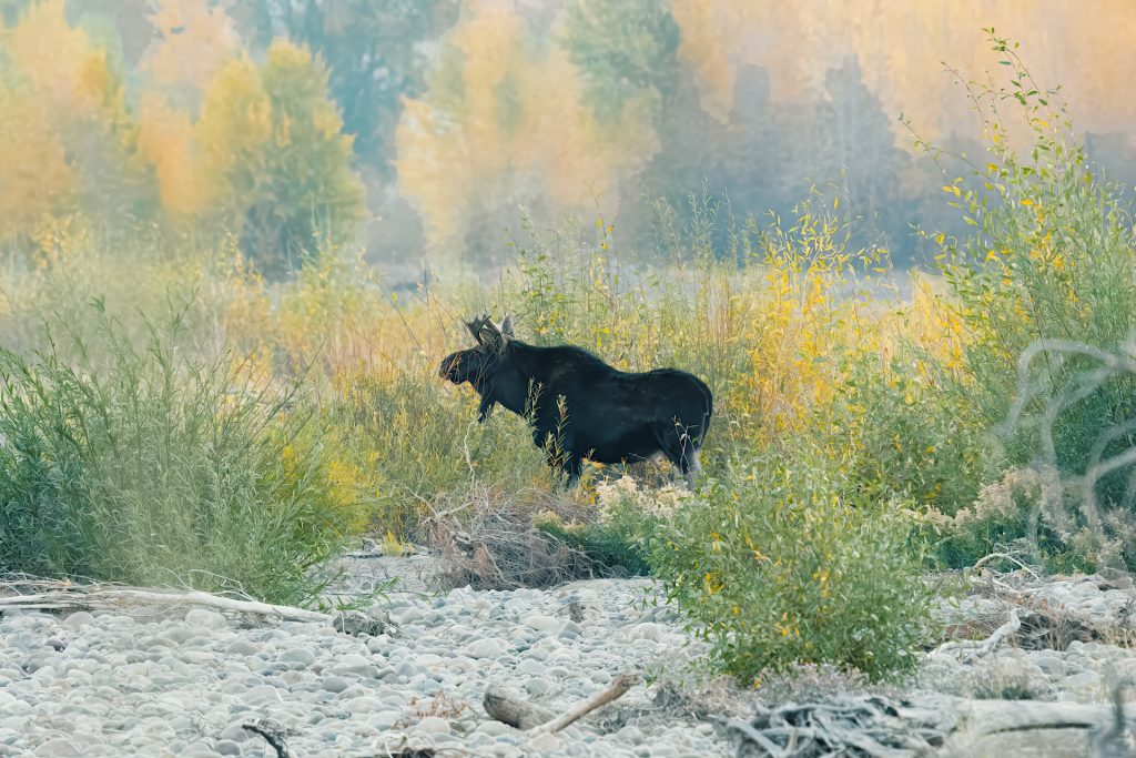 A moose stands among green and yellow foliage near a rocky riverbed, with blurred trees in the background.