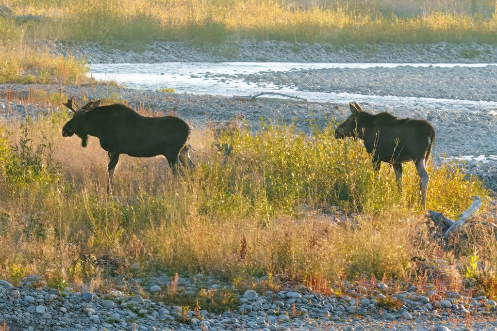 Two moose stand in a grassy riverbed, with sunlight filtering through the surrounding vegetation.