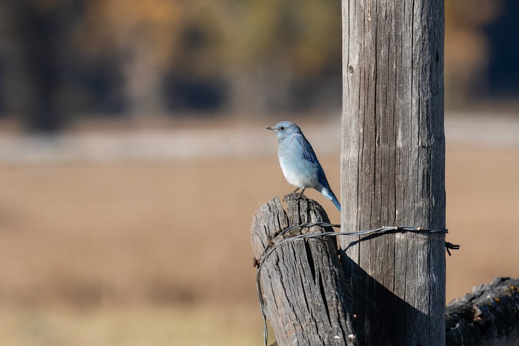 Bluebird perched on a weathered wooden post with blurred field and trees in the background.