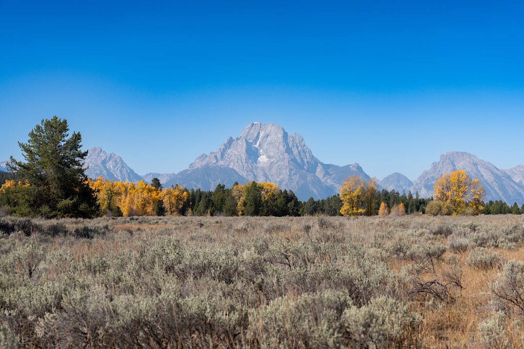 Flat plain with dry grass and scattered bushes in the foreground, rows of trees with autumn foliage behind, and distant mountain range under a clear blue sky.