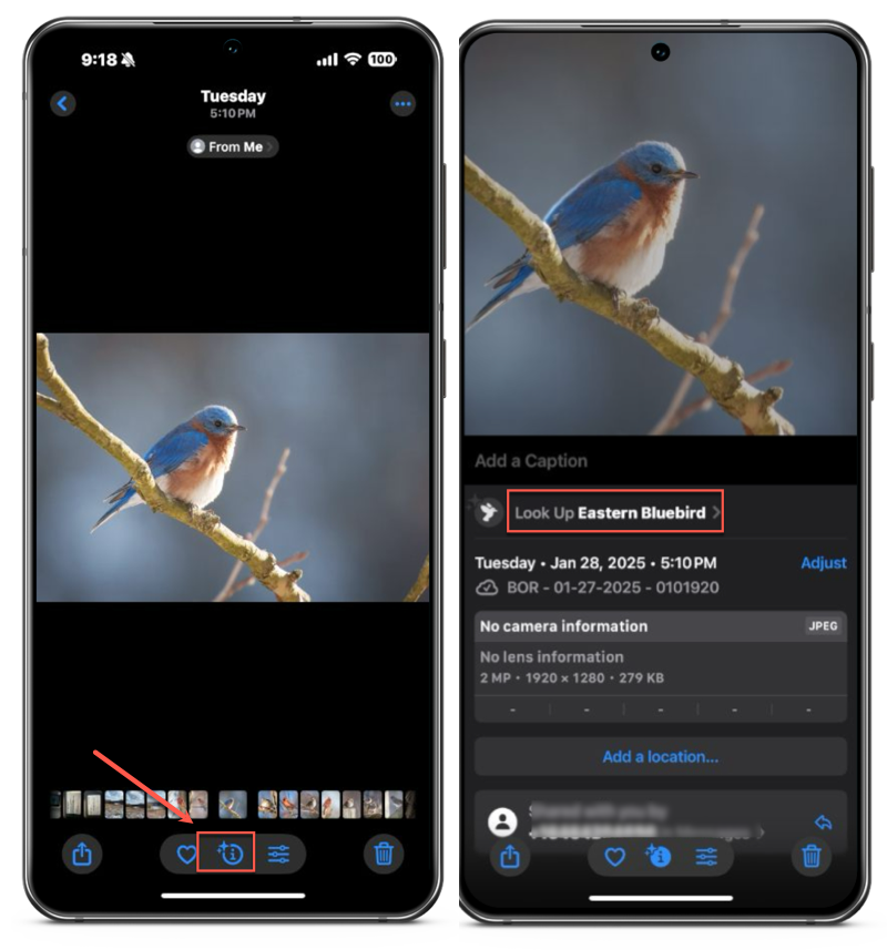 Two screenshots of a phone display a photo of an eastern bluebird on a branch, offering details and an option for identifying birds under "Look Up Eastern Bluebird." Perfect for those interested in taking bird pictures or expanding their collection of bird pictures.